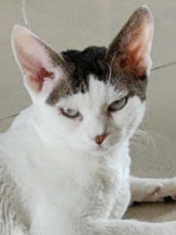 穿越合欢宗长老