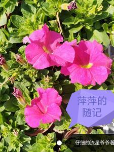 萍萍咋写